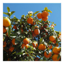 orange, Zitrone, Frucht, frisch, Scheibe, Essen, r