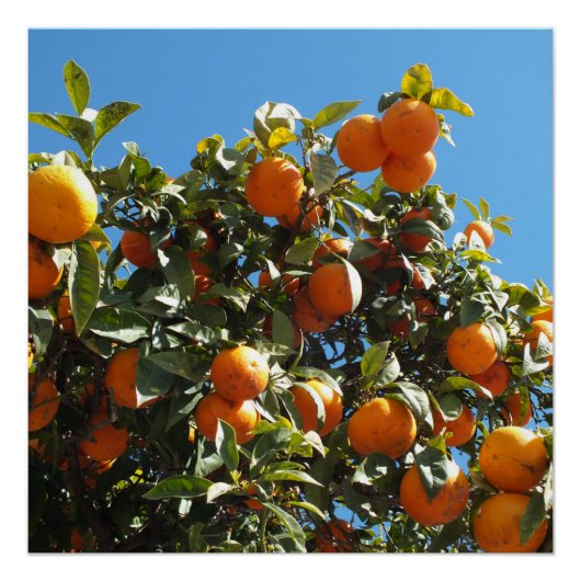 orange, Zitrone, Frucht, frisch, Scheibe, Essen, r Poster (Vorderseite)