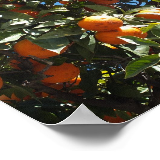 Orange, Zitrusfrüchte, frische Früchte, Scheiben,  Poster (Ecke)