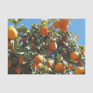 Orange, Zitrusfrüchte, frische Früchte, Scheiben, Seidenpapier