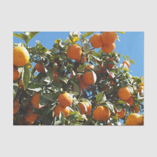 Orange, Zitrusfrüchte, frische Früchte, Scheiben, Seidenpapier (Vorderseite)