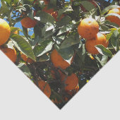 Orange, Zitrusfrüchte, frische Früchte, Scheiben, Seidenpapier (Ausschnitt)