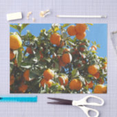 Orange, Zitrusfrüchte, frische Früchte, Scheiben, Seidenpapier (Handwerk)