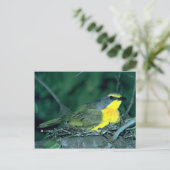 Orangebreasted Bush Shrike Postkarte (Stehend Vorderseite)