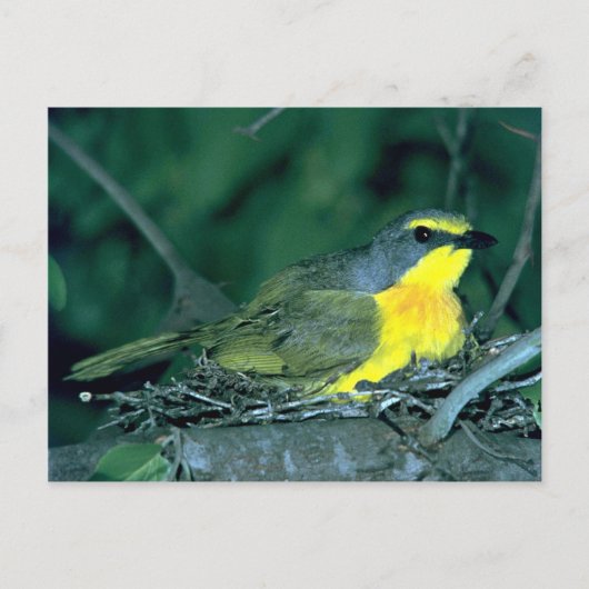 Orangebreasted Bush Shrike Postkarte (Vorderseite)