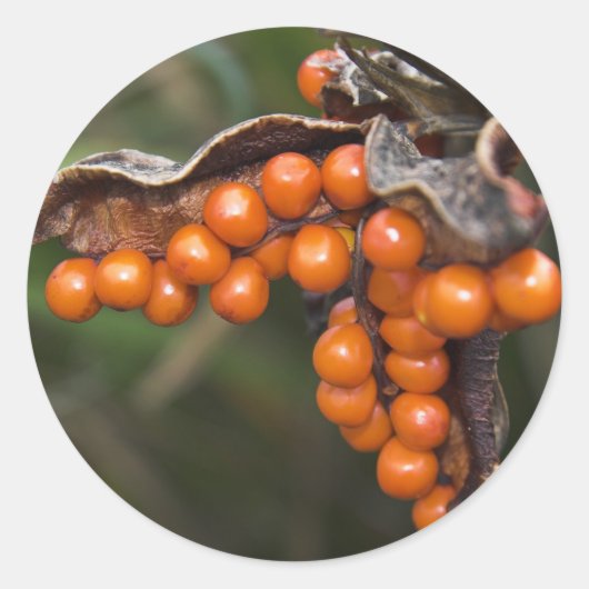 Orangefarbene Berries der Pflanze Roastbeef Runder Aufkleber (Vorderseite)