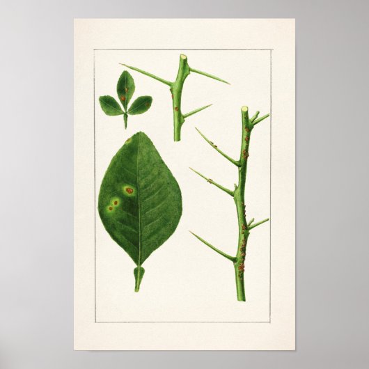 Orangefarbene Blätter (Poncirus Trifoliata) Malere Poster (Vorne)