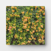 Orangefarbene Blume an einer Mauer, Fotoplatte (Vorderseite)