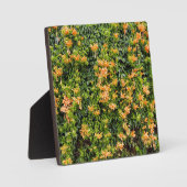 Orangefarbene Blume an einer Mauer, Fotoplatte (Vorderseite)