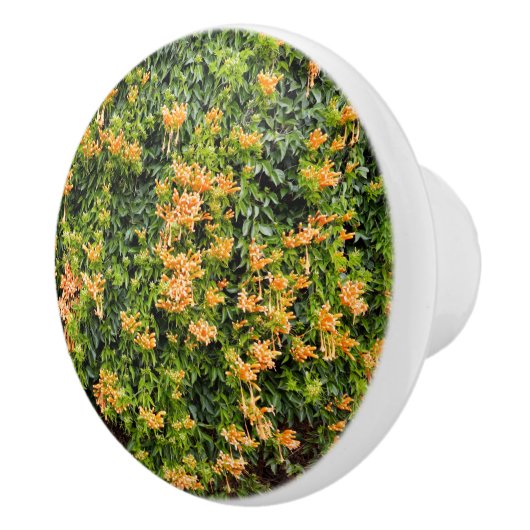 Orangefarbene Blume an einer Mauer, Keramikknauf (Rechts)