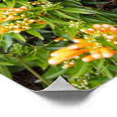 Orangefarbene Blume an einer Mauer, Poster (Ecke)