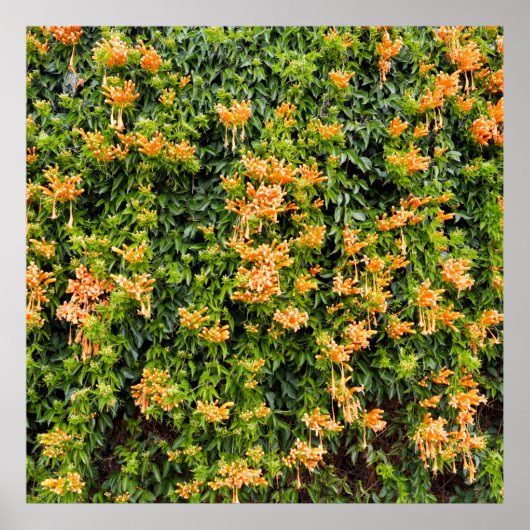 Orangefarbene Blume an einer Mauer, Poster (Vorne)