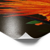 Orangefarbene Blume im Sonnenschein 8x10 Fotodruck (Ecke)