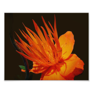 Orangefarbene Blume im Sonnenschein 8x10 Fotodruck