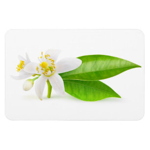 Orangefarbene Blume Magnet
