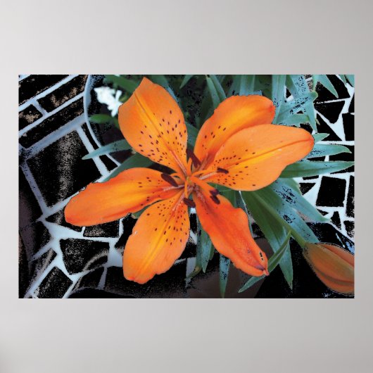 Orangefarbene Blume mit Hintergrund Poster (Vorne)