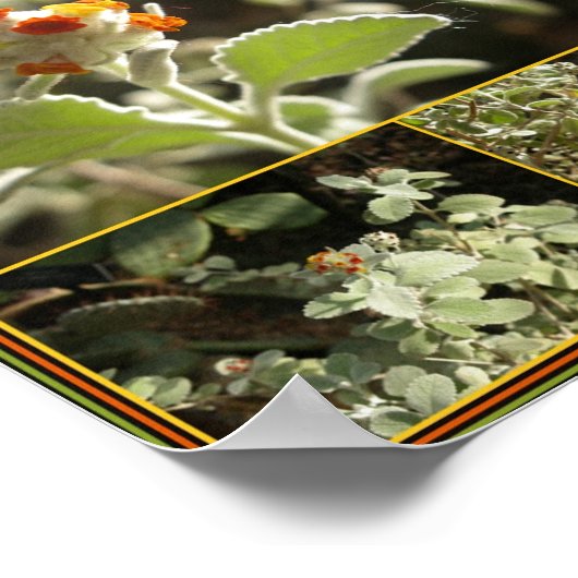 orangefarbene Blume Poster (Ecke)