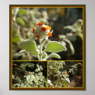 orangefarbene Blume Poster