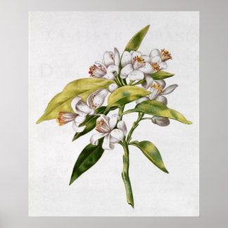 Orangefarbene Blume von "La Guirlande de de Julie" Poster