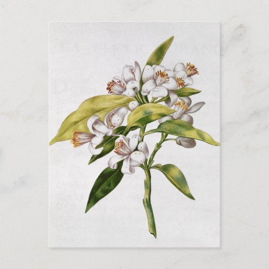 Orangefarbene Blume von "La Guirlande de de Julie" Postkarte (Vorderseite)