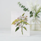 Orangefarbene Blume von "La Guirlande de de Julie" Postkarte (Stehend Vorderseite)