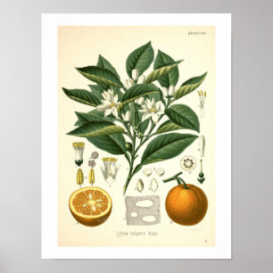 Orangefarbene botanische Printwerbung Poster