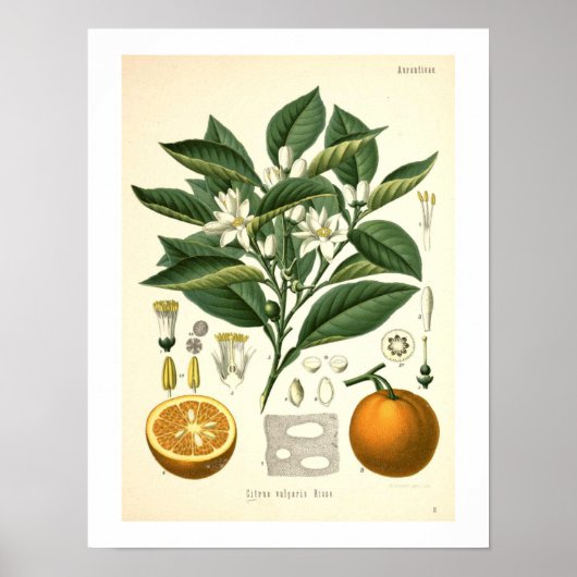 Orangefarbene botanische Printwerbung Poster (Vorne)