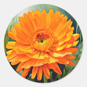 Orangefarbene Calendula Wasserfarbe mit weich glän Runder Aufkleber