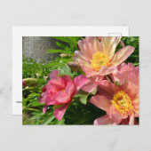 Orangefarbene Chinesische Pfingsteine Blume Postkarte (Vorne/Hinten)