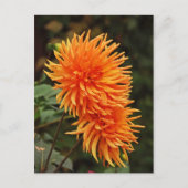 Orangefarbene Herbstdahlien-Blume Postkarte (Vorderseite)