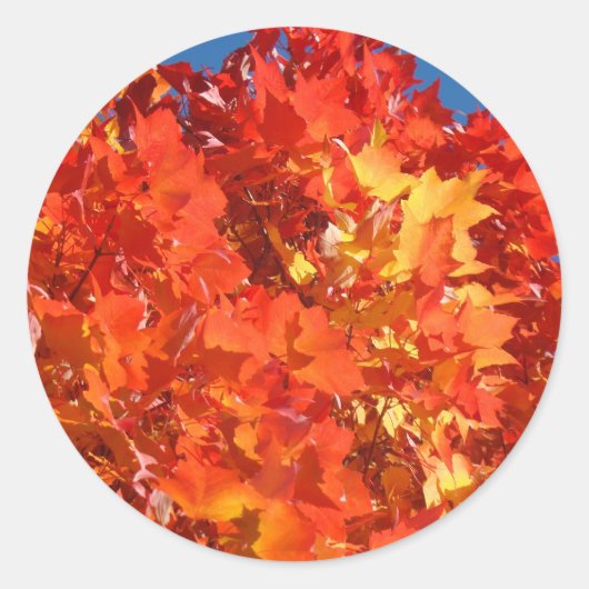 Orangefarbene Herbstleaves Sticker Herbstlaube (Vorderseite)