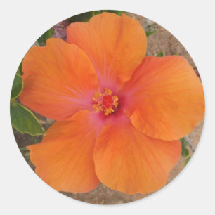 Orangefarbene Hibiskus-Aufkleber Runder Aufkleber