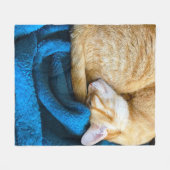 Orangefarbene Katze auf blauer Decke aufgerollt (Vorderseite (Horizontal))