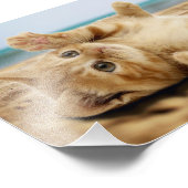 Orangefarbene Katze auf dem Sand Fotodruck (Ecke)
