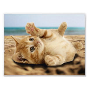 Orangefarbene Katze auf dem Sand Fotodruck