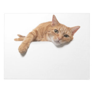 Orangefarbene Katze liegt Notizblock
