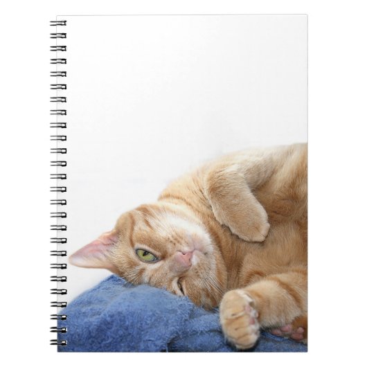 Orangefarbene Katze Notizblock (Vorderseite)