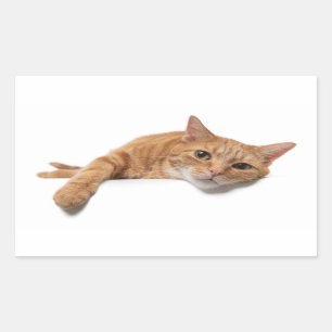 Orangefarbene Katze Rechteckiger Aufkleber