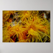 Orangefarbene Koralle Poster (Vorne)