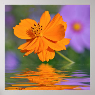 Orangefarbene Kosmos-Blume über dem Wasser Poster