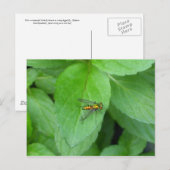 Orangefarbene Langbeinfliege auf Pfefferminzblatt Postkarte (Vorne/Hinten)