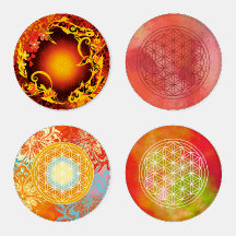 orangefarbene Lebensblume