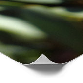 Orangefarbene Libelle mit offenen Flügeln Poster (Ecke)