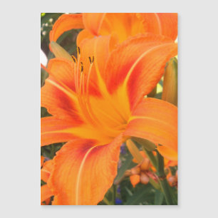 Orangefarbene Lilie im Garten - Magnetkarte