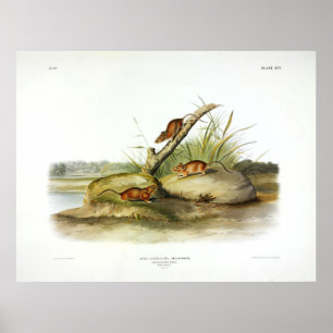 Orangefarbene Maus (Goldene Maus) von Audubon Poster