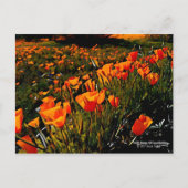 Orangefarbene mexikanische Goldpuppen blühen im Fr Postkarte (Vorderseite)