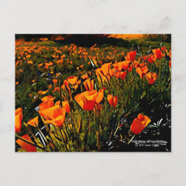 Orangefarbene mexikanische Goldpuppen blühen im Fr Postkarte