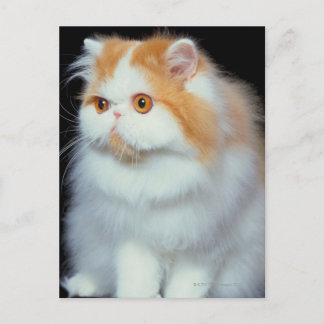 Orangefarbene Mit Augen und Niedliche Katze Postkarte