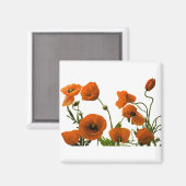 Orangefarbene Mohnblumen-Blume Magnet (Vorderseite/Rückseite)