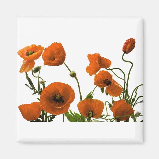 Orangefarbene Mohnblumen-Blume Magnet (Vorne)